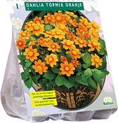 Baltus Dahlia Topmix Oranje bloembol per 1 stuks
