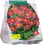 Baltus Dahlia Collarette Hartenaas bloembol per 1 stuks