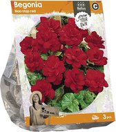 Baltus Begonia Non-stop red bloembollen per 3 stuks
