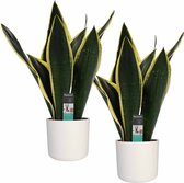 Decorum Duo Sansevieria Night Shade met Elho b.for white – ↨ 50cm – ⌀ 14cm