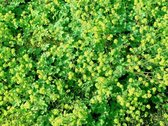 Dwerg vrouwenmantel (Alchimella mollis) - Oeverplant - 3 losse planten - Om zelf op te potten - Vijverplanten Webshop