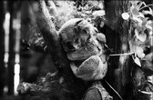 Walljar - Slapende Koala - Dieren poster