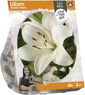 Baltus Lilium Asiatic White Lelie bloembollen per 2 stuks