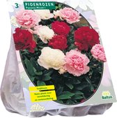 Baltus Paeonia Pioenrozen Mix bloembollen per 3 stuks