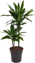 Kamerplant van Botanicly – Drakenboom – Hoogte: 80 cm – Dracaena fragr. Janet Lind