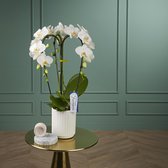 Fontano Bellagio orchidee wit in Molise witte pot | Ø 12 cm | ↕ 50-55 cm
