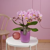 Tablo Cosmopolitan orchidee roze in Molise lilac pot | Ø 12 cm | ↕ 35-45 cm