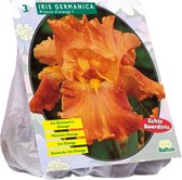 Baltus Iris Germanica Oranje bloembollen per 3 stuks