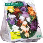 Baltus Iris Germanica Gemengd bloembollen per 3 stuks