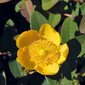 Hypericum dummeri 'Peter Dummer' - Hersthooi - Planthoogte: 25-30 cm - Pot Ø 9 cm (0,7 liter)
