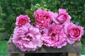 Yves Piaget | Struikroos | Roze | Ouderwetse roos | 1 meter hoog | Wortel