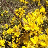 Ulex europaeus - Gaspeldoorn - Planthoogte: 20-30 cm - Pot Ø 9 cm (0,7 liter)