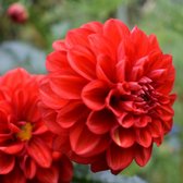 Dahlia Arnhem 3 stuks