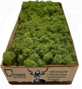 MosBiz Rendiermos midden groen per 500 gram voor decoraties, mosschilderijen en bloemstukjes