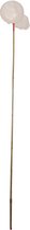 Aquarium Waterluisnet Met Lange Steel - 19 cm