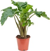 Plantenwinkel Alocasia Low Rider M kamerplant