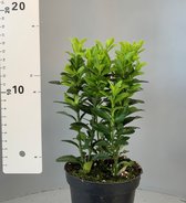 Tip: 180 Stuks Oersterke Euonymus japonica Green Spire - 180 Stuks - Japanse Kardinaalsmuts - Ilex crenata - 15cm 15 cm hoog - Haag - Heg - Buxus vervanger - Alternatief - Lijkt op Dark Green