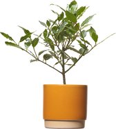 TOODAY Laurierplant in pot Eva oker/geel