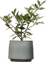 TOODAY Laurierplant in pot Sjoerd grijs/blauw