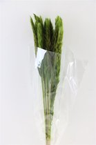 Pampas fluffy Donker Groen - 30 stuks - Droogbloemen - Dried flowers