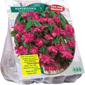 Baltus Begonia Pendula Roze bloembollen per 5 stuks