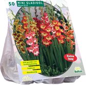 Baltus Gladiolus Miniatuur Gemengd gladiolen bloembollen per 50 stuks