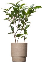 TOODAY Theeplant in pot Luuk betonlook
