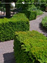 Venijnboom Taxus media Hillii 50-60 cm in Pot, 200x Haagplant