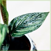 Calathea Beauty Star - kamerplanten - geworteld - miniplantje - babyplantje - stekje