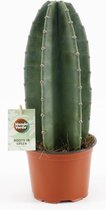 Cactus van Botanicly – cadushi – Hoogte: 30 cm – Cereus Repandus