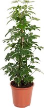 Kamerplant van Botanicly – Vingerboom – Hoogte: 110 cm – Schefflera arb. Compacta