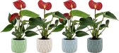 Bloemen van Botanicly – 4 × Flamingoplant – Hoogte: 15 cm – Anthurium