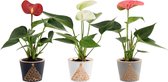 Bloemen van Botanicly – 3 × Flamingoplant – Hoogte: 18 cm – Anthurium