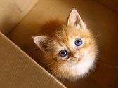 Davo Dog Supplies Kitten Suprise Box