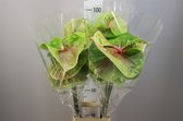 Anthurium Pistache - VERSE SNIJBLOEMEN - 80 cm - Decoratieve takken - 5 stuks- GRATIS verzending