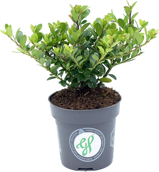 Plants By Frank - 72x Ilex Crenata Jenny - Hulst - Pot 7 Cm