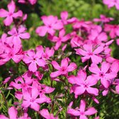 12 x Phlox subulata MacDaniel's Cushion - Vlambloem in 9x9cm pot met hoogte 5-10cm