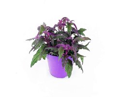 JUNAVERA Gynura aurantiaca | paarse fluweel terrariumplant, ook mooi in de woonkamer | 7 cm pot | 12 cm hoog