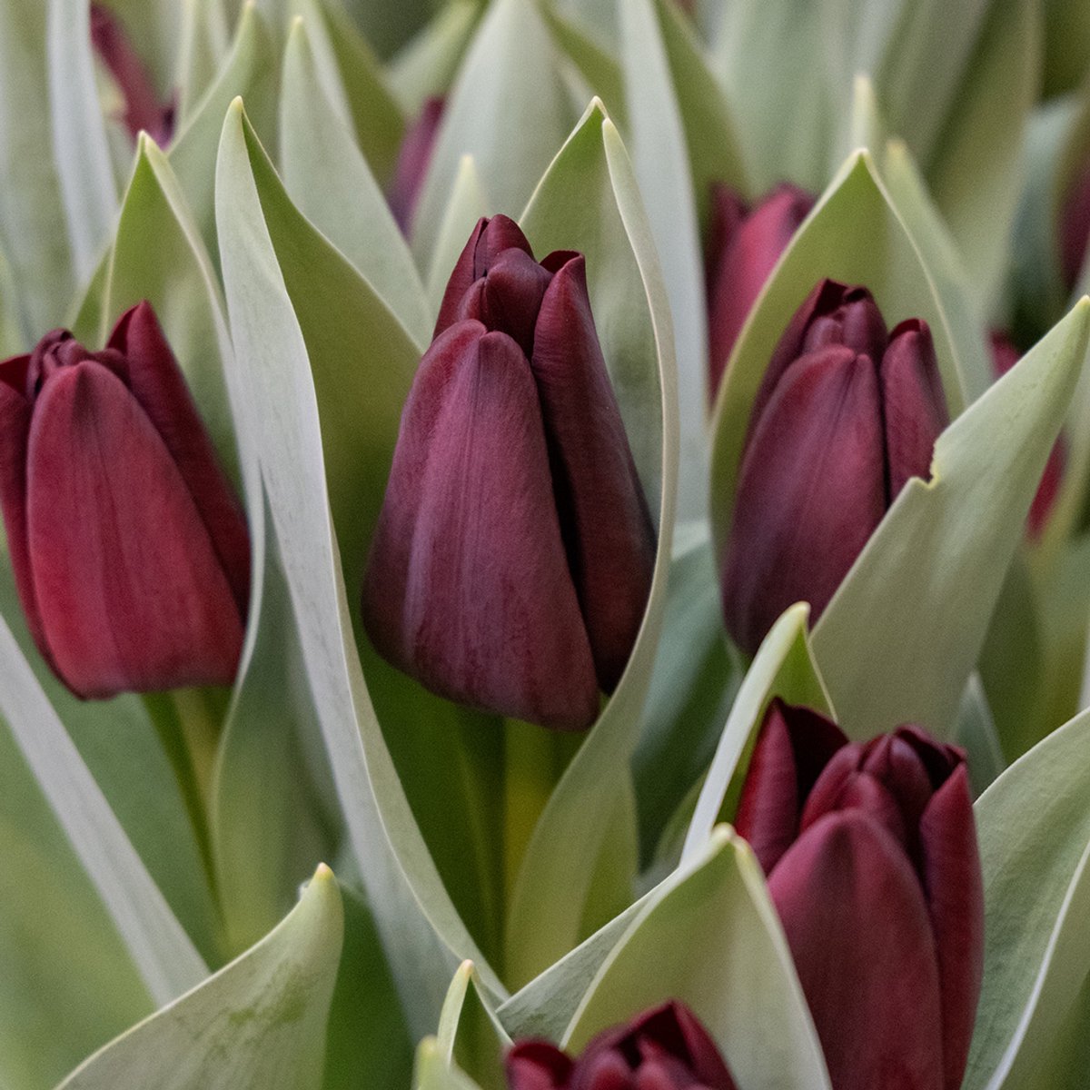 Tulp Toendra | 10 stuks | Enkel vroeg | Zwart | Tulpenbollen