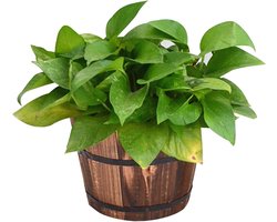 Bloembak Hout - Plantenbak Wand - Planten Kweken - Rustiek Vintage Stijl - Maat L - Natuurlijk Hout