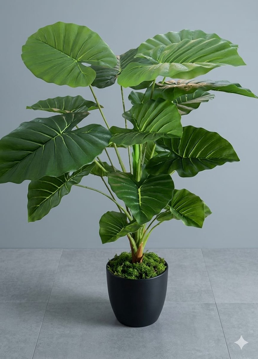 Alocasia Cucullata kopen