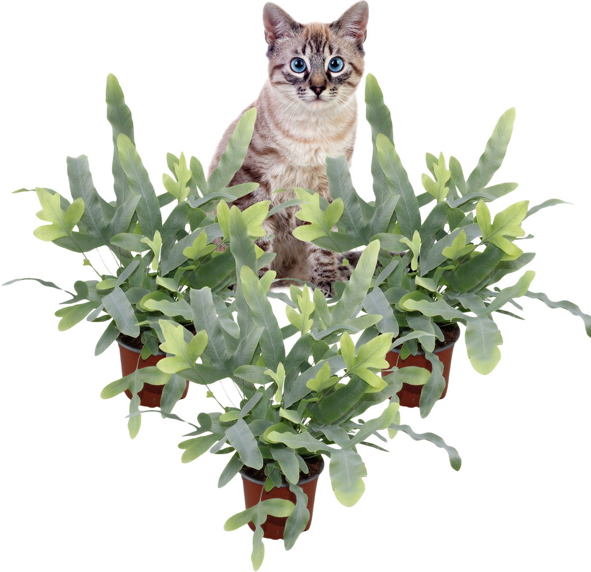 Phlebodium aureum 'Blue Star' – Set van 3 Kamerplanten – Blauwvaren – Luchtzuiverend – Schaduwplant – 30–35 cm – Pot 12 cm