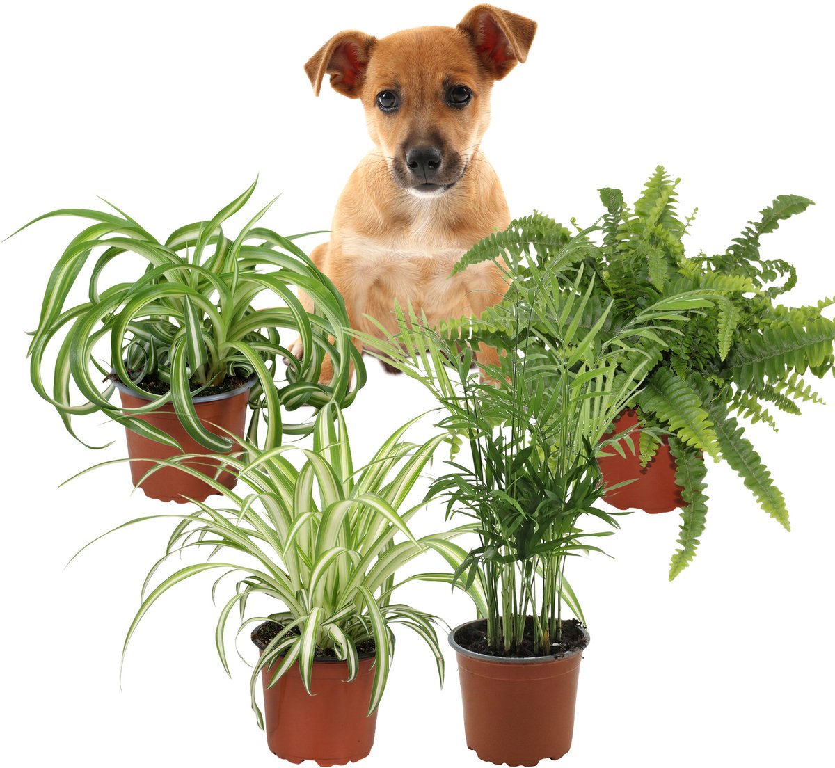 Luchtzuiverende Kamerplanten – Set van 4 – Graslelie Chlorophytum Variegatum, Bonnie, Nephrolepis Green Lady & Chamaedorea Elegans – 25–40 cm – Pot 12 cm