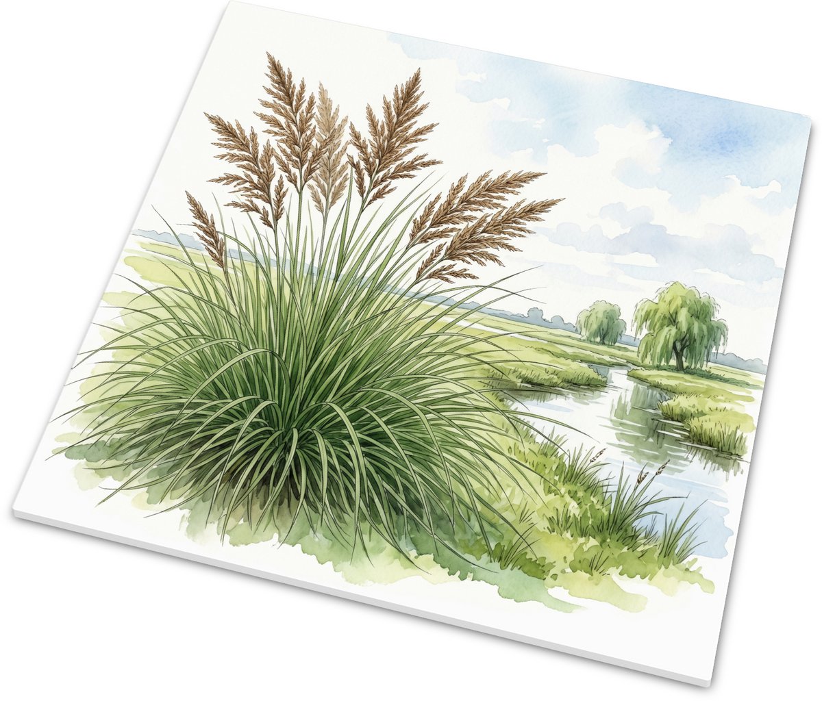 Decoratief Tegeltje - Pluimzegge (Carex paniculata) Aquarel in Hollands Polderlandschap me