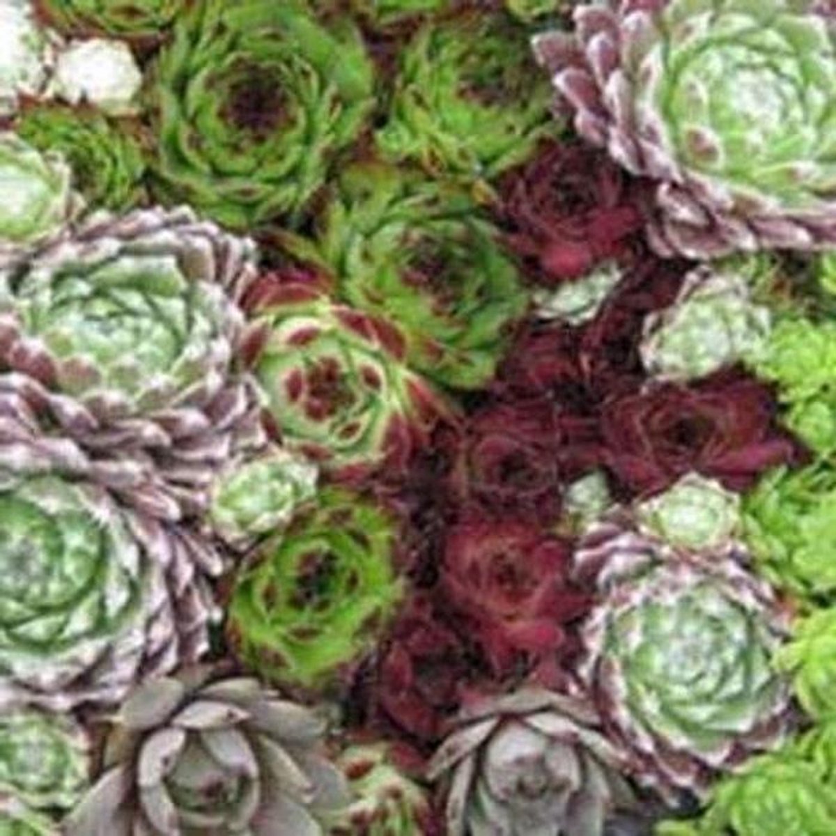 Planten Zaden - Bodembedekker Zaden - Tuin Aankleden - Makkelijk Groeiend - 50 Stuks - Groen