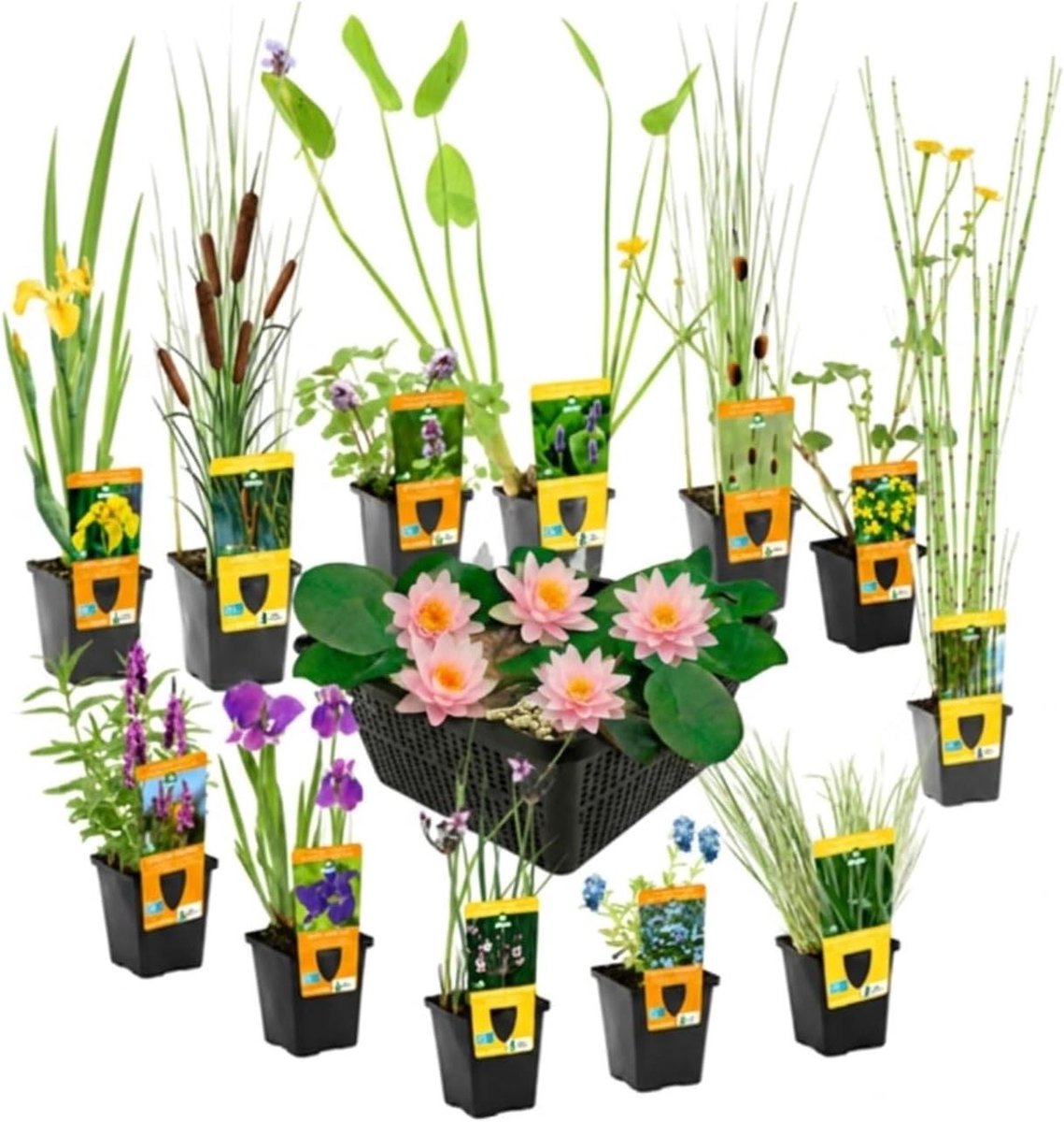 Mix Waterplanten - Vijverplanten Set - Vijver Aankleden - Winterhard Ecologisch Gekweekt - 12 Stuks - Roze