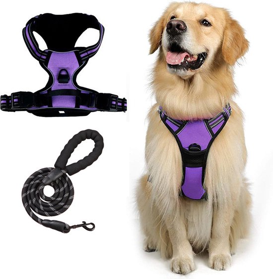 Harnais violet pour chien avec accents noirs, sangles et boucles détaillées. Un golden retriever porte le harnais, à côté d'une laisse détachée et du harnais séparé.