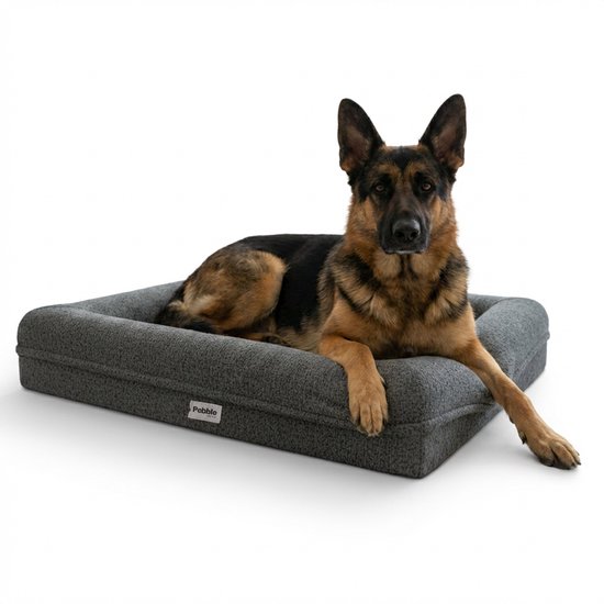 Berger allemand sur un coussin orthopédique gris foncé pour chien avec des bords surélevés, isolé sur fond blanc.