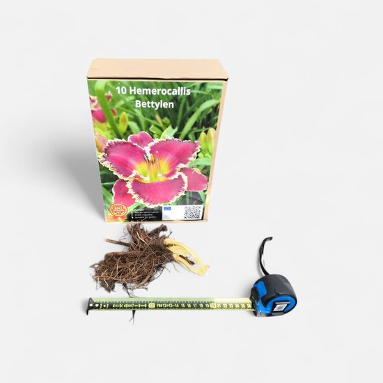 Hemerocallis ‘Bettylen’ – Wortelstokken / Bloembollen 10 stuks – Grote Wortelstokken = Grote Planten – Roze Gele Daglelie