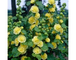 Stokroos (Alcea Rosea) - dubbel geel - Charter's Double Yellow - Vaste planten - Bijen-Vlinders - Snijbloemen - Zomerbollen - Voorjaarsbollen